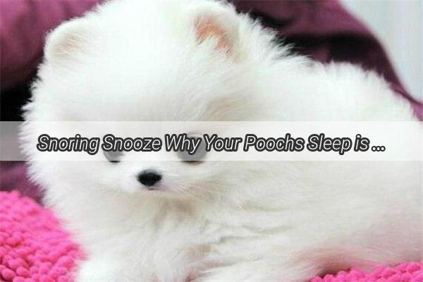 Snoring Snooze Why Your Poochs Sleep is Losing Its Zing